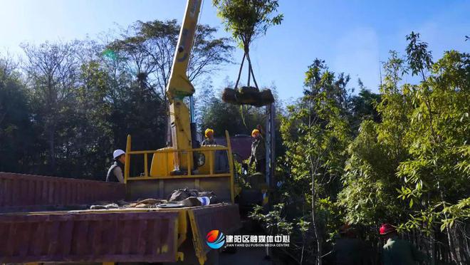 PG电子官网乡村振兴看建阳丨建阳鑫绿苗圃基地：壮大绿色产业 助力乡村振兴(图2)