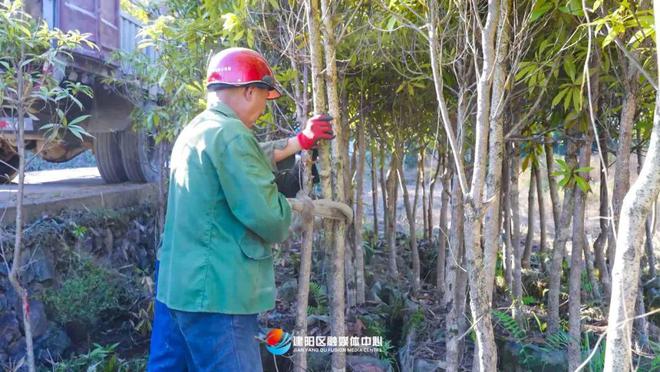 PG电子官网乡村振兴看建阳丨建阳鑫绿苗圃基地：壮大绿色产业 助力乡村振兴(图5)