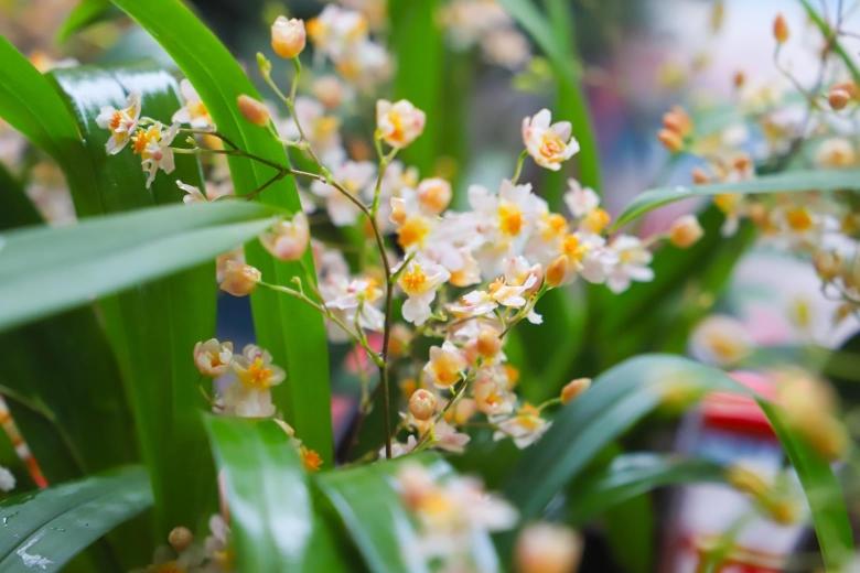 PG电子官方网站春节临近广州最大兰花种植基地兰花热卖(图2)