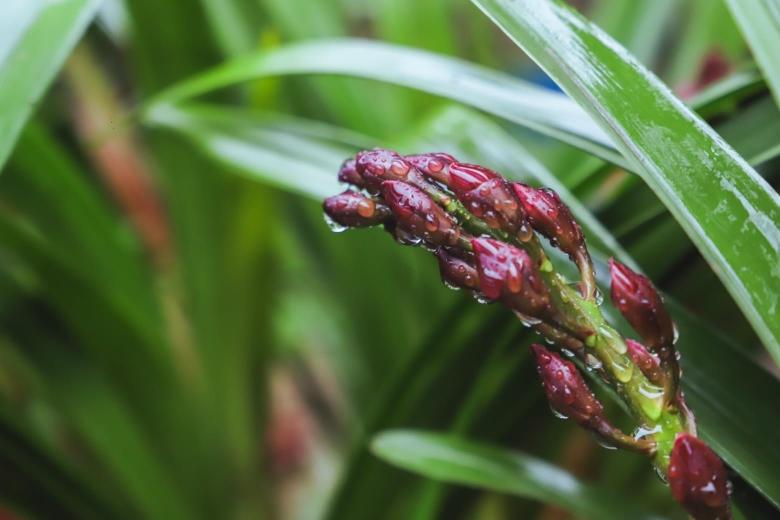 PG电子官方网站春节临近广州最大兰花种植基地兰花热卖(图5)