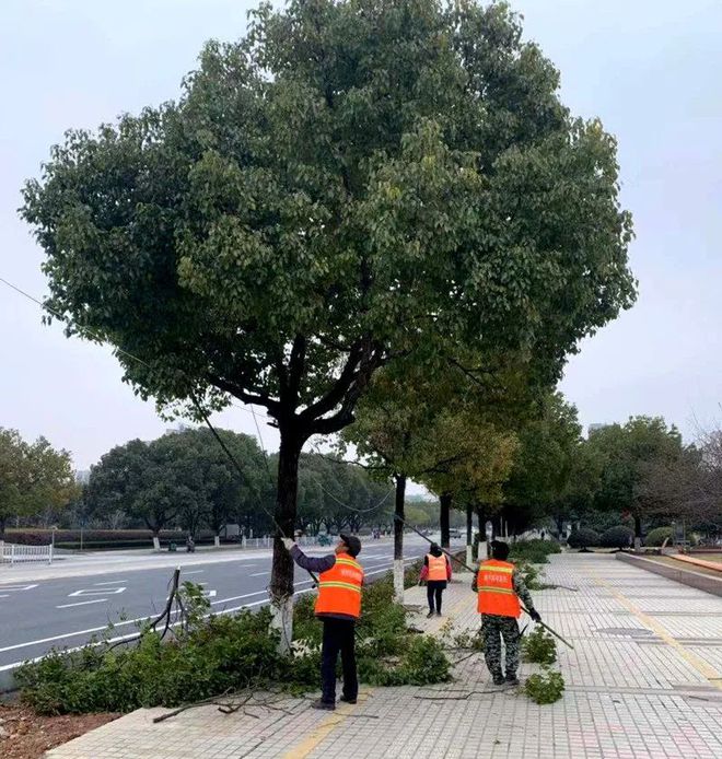 PG电子官方网站绿植也要过冬！南陵市民路过这些路段时要注意(图1)