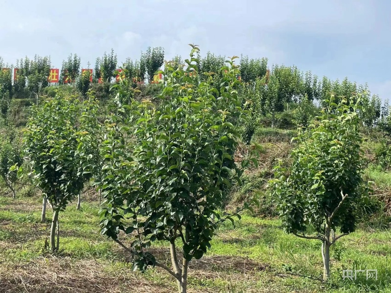 PG电子官网新征程 新样范｜三江村：打造“花果山” 引领“致富路”(图2)