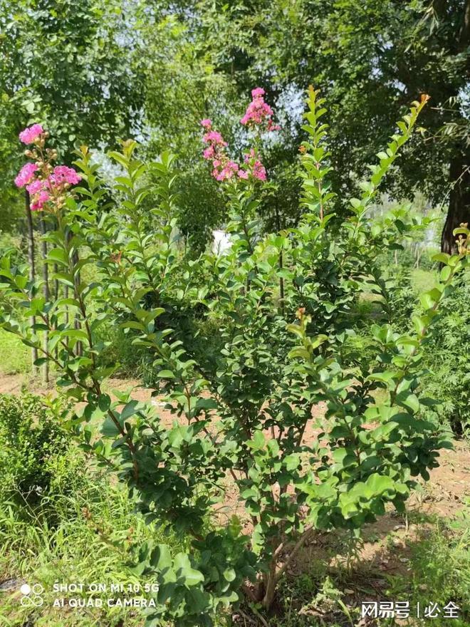 PG电子官网陕西地区园林绿化植物适宜品种介绍