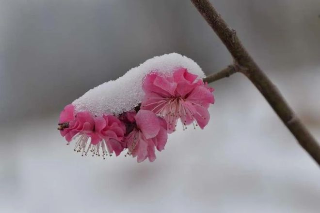 PG电子官网“摽有梅其实七兮”为何古人偏爱梅花？(图8)