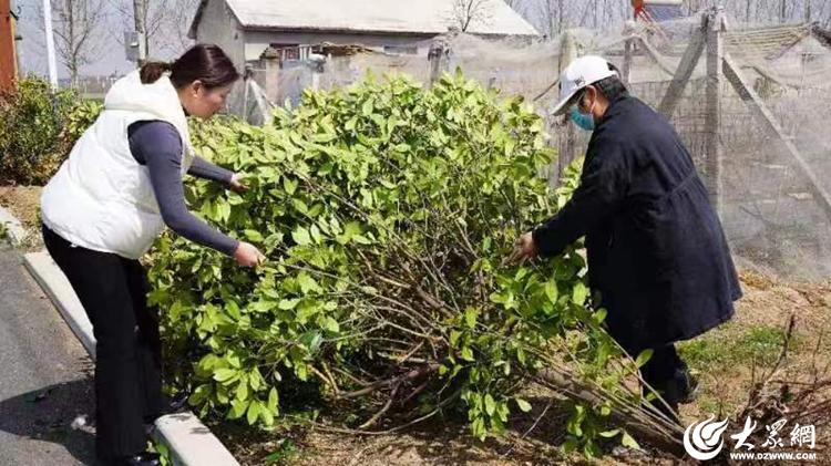 PG电子官方网站临沭县妇联捐赠绿化苗木扮靓绿满沂蒙 花满村(图1)