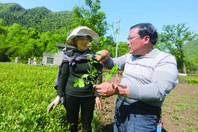 PG电子官网宜昌花木产业托起“美丽经济” 在繁花中绽放“诗和远方”(图1)